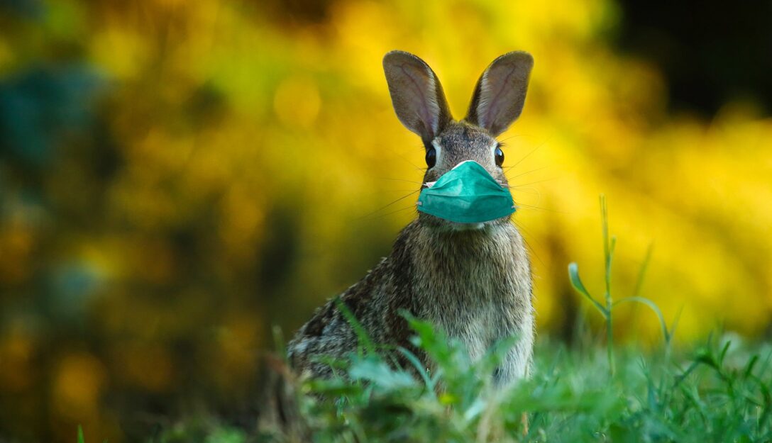 Zdjęcie przedstawia królika w maseczce ochronnej